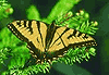Descarga: La leccion de la mariposa