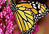 Descarga: La lección de la mariposa