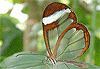 Descarga: Mariposas transparentes