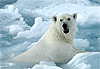 Descarga: Osos polares en peligro