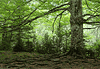 Descarga: Un lugar en el bosque