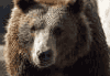 Descarga: El oso