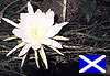 Descarga: Flor de Escocia