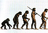 Descarga: La evolucin del ser humano