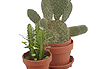 Descarga: Los cactus de la maestra