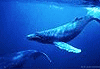 Descarga: Salvemos a las Ballenas
